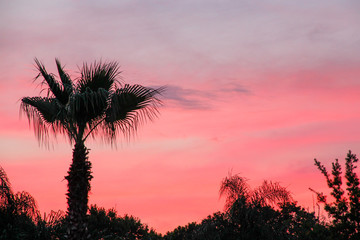 Palm Trees and Pink Clouds in Jacksonville Beach, Florida