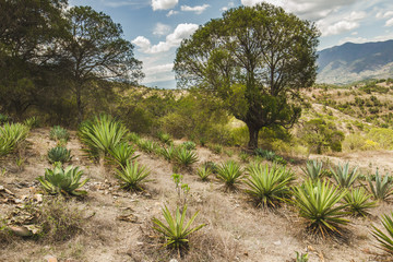 cactus in the desert