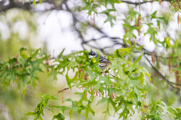 Green oak tree with one Yellow-Rumped Male Myrtle Warbler bird with yellow color and bokeh background in Virginia perched on branch