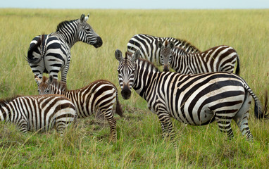 Obraz premium Wild herd of zebras flees in africa