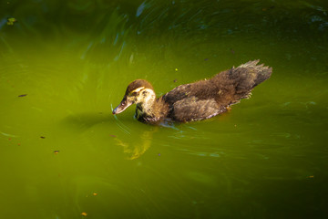 Mallard swims in the lake or river with blue water