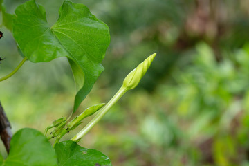 Close-up green moonflower vine (ipomea alba)