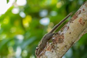 Menetes berdmorei Squirrel
