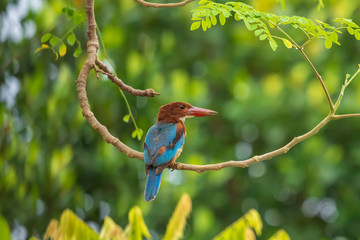 White-throated Kingfisher (Halcyon smyrnensis)