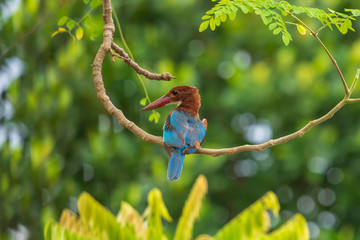 White-throated Kingfisher (Halcyon smyrnensis)