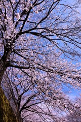 恩田川の桜