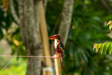 White-throated Kingfisher (Halcyon smyrnensis)