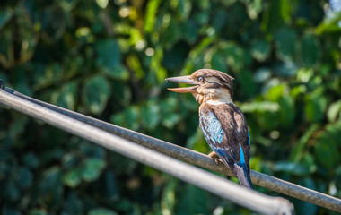 Laughing Blue-winged Kookaburra a large species of kingfisher native to northern Australia and southern New Guinea. 