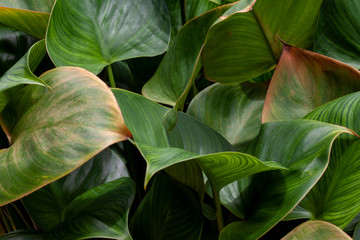 Leaf of alocasia cucullata plant with sunlight in the garden for background.