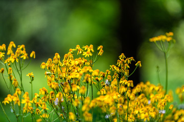 Closeup of many golden aster wildflowers in Story of the Forest nature trail in Shenandoah Blue Ridge appalachian mountains with bokeh background