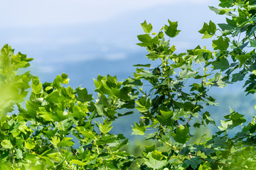 Framing view of Shenandoah Blue Ridge appalachian mountains on skyline drive overlook with closeup foreground of yellow poplar tree leaves branches