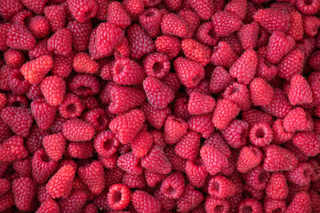 Large box full of fresh picked red raspberries as a nature background