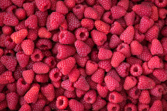 Large box full of fresh picked red raspberries as a nature background