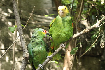 Loros Jugando 