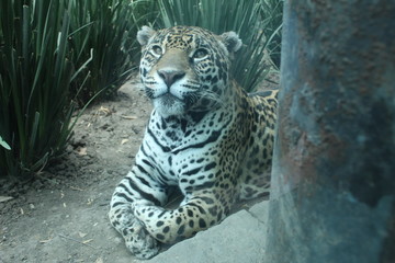 Jaguar Feliz 