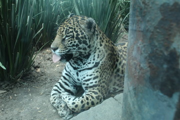 Sacando la lengua © alejandra