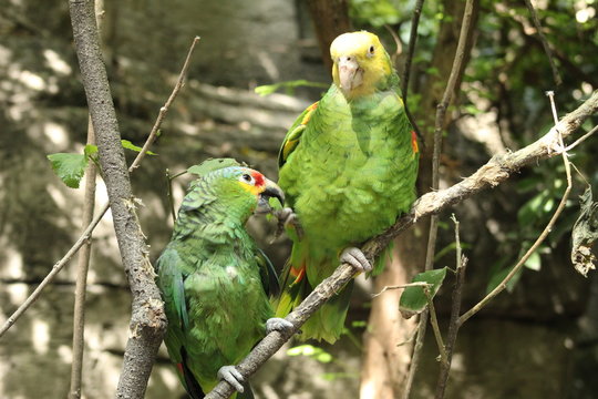 Loros Jugando 
