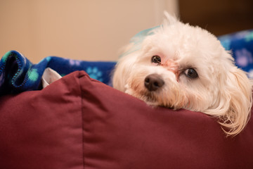 Maltese puppy laying in bed