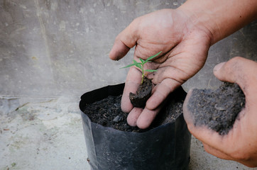 Cultivating fertilizing seedling, marijuana Earth Day is environmentally friendly.
