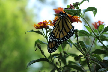 Monarca recién nacida