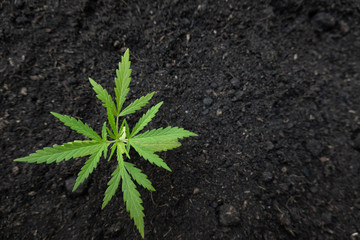 Cultivating fertilizing seedling, marijuana Earth Day is environmentally friendly.
