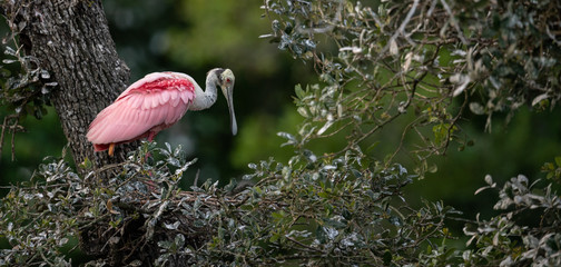 Roseate Spoonbill in Florida  © Harry Collins