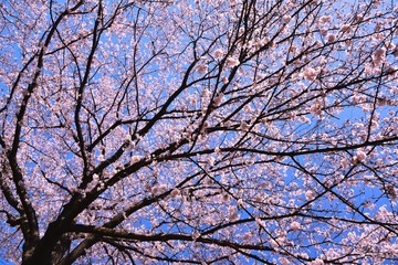 恩田川の桜
