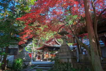 京都　三宅八幡宮の紅葉