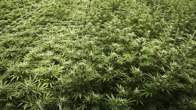 Large amount of marijuana cannabis plants growing in an indoor grow operation.