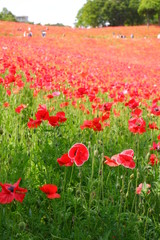 Red Poppy Field 