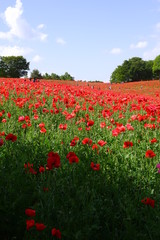 Fototapeta na wymiar Red Poppy Field 