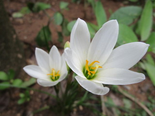 Fototapeta premium white flower in garden