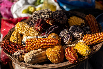 Peruvian corn harvest in the highlands of Pisac in Cusco, Peru. Organic Andean ingredient of a healthy diet. Variety of colors and species. - obrazy, fototapety, plakaty