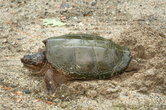 Snapping turtle laying eggs in gravel in Sunapee, New Hampshire.