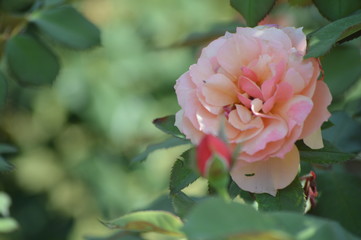 Thomasville rose garden 0323