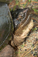 Snapping turtle laying eggs in gravel in Sunapee, New Hampshire.