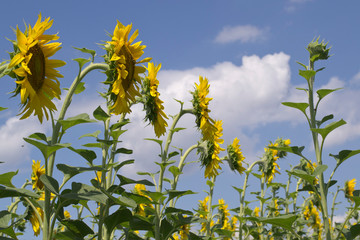 sunflowers against the sky.jpg