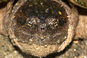 Closeup portrait of snapping turtle in Sunapee, New Hampshire.