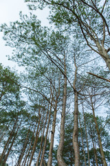 Asian pine trees below image