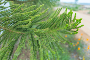 green prickly branches of a fur-tree or pine