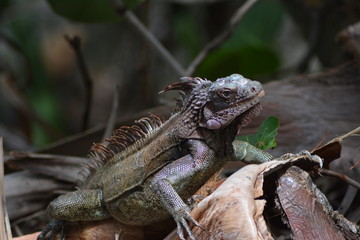 Naklejka premium Iguana 1