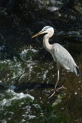 Great blue heron fishing at base of waterfall in Connecticut.