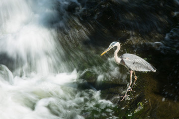 Great blue heron fishing at base of waterfall in Connecticut.