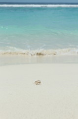 hermit crab on the beach