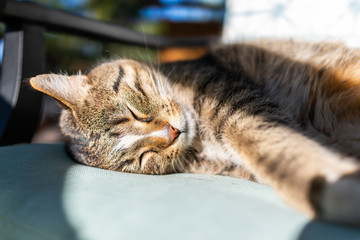 Cute sleepy sleeping calico tabby cat face lying curled up on chair on back in outside garden - Powered by Adobe