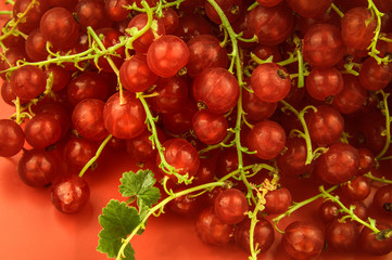 Red currants from the fridge with condensate droplets. Fresh berry. Chilled fruits. Red background, free space, pattern.