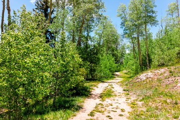 Santa Fe National Forest Sangre de Cristo mountains with trail and green aspen trees in spring or...