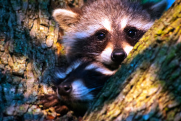 Racoon Cubs