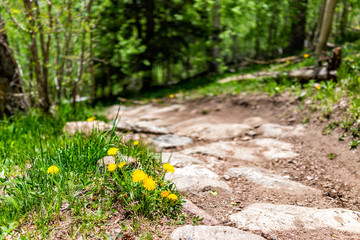 Obraz premium Szlak Parku Narodowego Santa Fe w górach Sangre de Cristo z bliska żółtych kwiatów mniszka lekarskiego i kamienną ścieżką w dół
