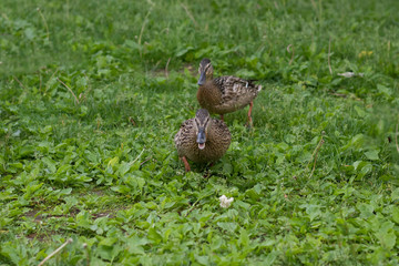 wild ducks on green grass
